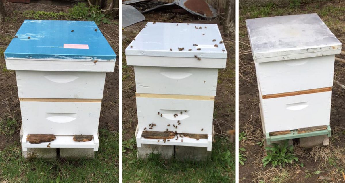 Setting Up My New Hives