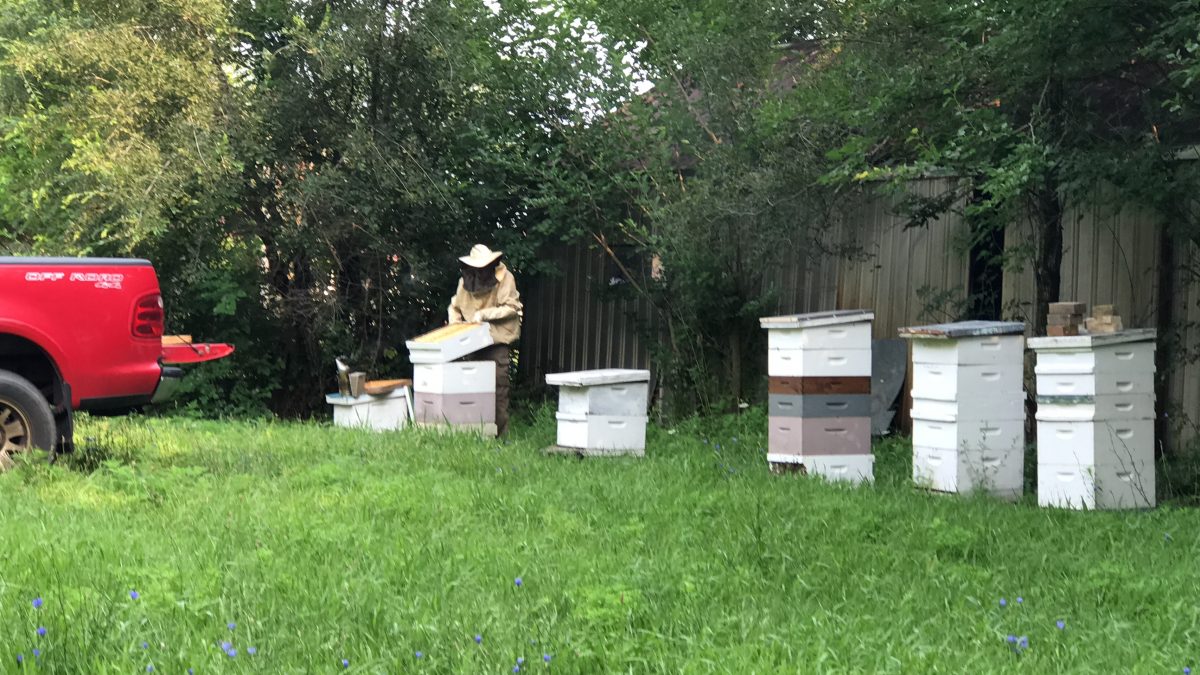 First Honey Harvest, 2021